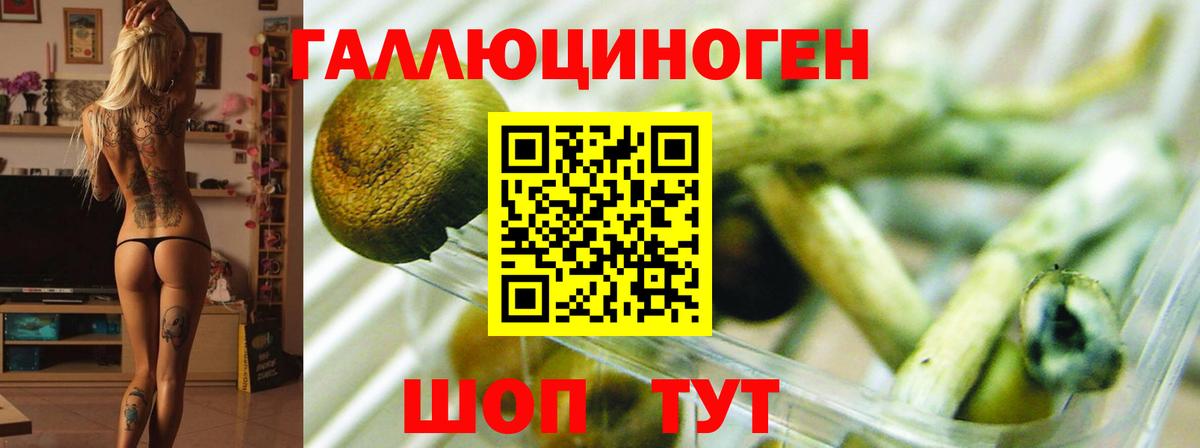 Псилоцибиновые грибы Psilocybine cubensis Каменск-Шахтинский